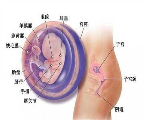 借卵子生子的过程_代孕什么意思,部分性葡萄胎治